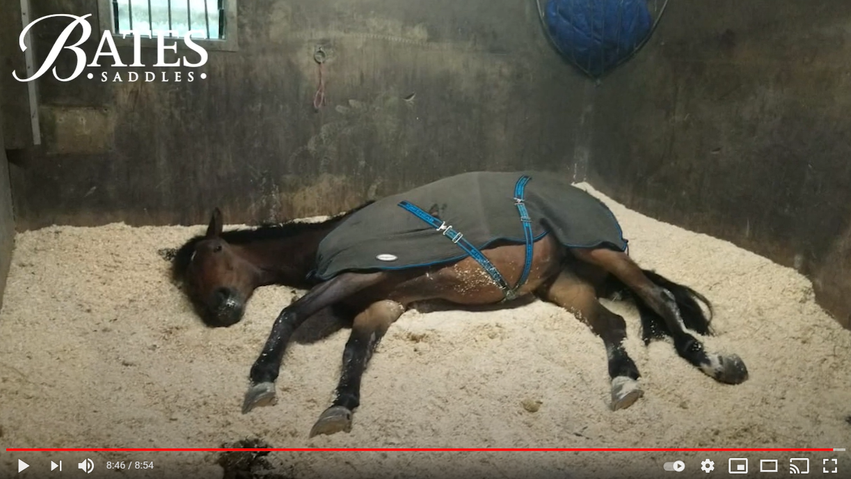 Behind the Scenes at Bicton with showjumper Bex Mason