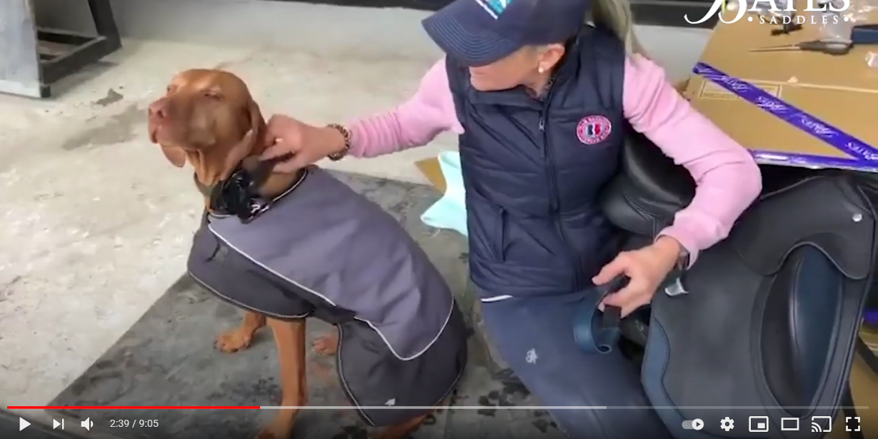 Would you ride dressage in a saddle with coloured highlights?